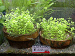 tp050403-2.jpg