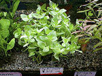 tp050417-2.jpg