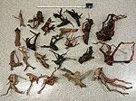 tp050514.jpg