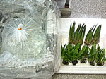 tp050526.jpg