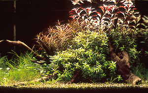 tp050919-S.jpg